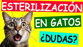 ESTERILIZACIÓN EN GATOS Preguntas Frecuentes [upl. by Ishmael]