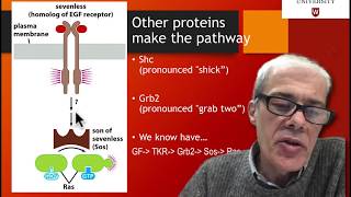 43 How is ras involved in signaling [upl. by Noid]