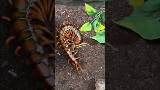 Myriapod Monday 3 x Scolopendra sp grabbing dubia roach [upl. by Airdnaz]