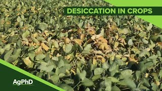 Desiccation and PreHarvest Burndown From Ag PhD 1112  Air Date 72819 [upl. by Qiratla]