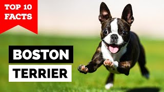 Boston Terrier  Top 10 Facts [upl. by Sheng39]