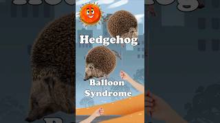 Deflating the Myths Hedgehog Balloon Syndrome Explained education funny [upl. by Antin]