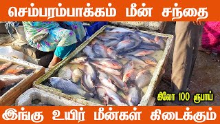 Chembarambakkam Fish Market  Live Fish Market செம்பரம்பாக்கம் மீன் சந்தை [upl. by Avilo]