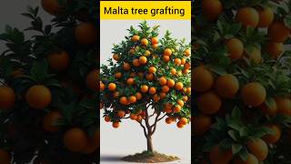 How to orange tree grafting grafting orange plants gardening shorts [upl. by Lenoj]