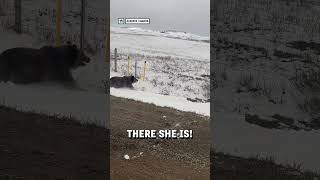 Grizzly bear charges at truck 😳🐻  🎥 Viralhog [upl. by Christianity432]