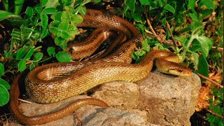 releasing snakesviralvideotrendingwildlifeytstudioyoutubeanimalsfarmeragriculturefacts [upl. by Saffian]