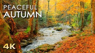 4K Autumn Forest  Relaxing Nature Video amp River Sounds  NO MUSIC  1 hour Ultra HD 2160p [upl. by Caresa]