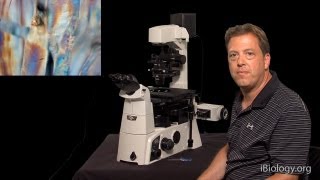 Microscopy Phase Polarization and DIC Stephen Ross [upl. by Sky]