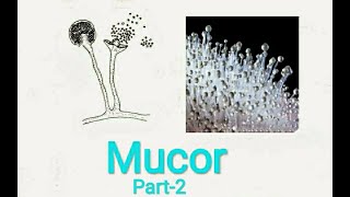 Fungi MucorPart2 [upl. by Iva]