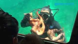 Aquavision  Diver Show [upl. by Courcy]