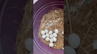 ഡയമണ്ട് ഡോവിനു ഇത്രയും മുട്ടകളോ  12 Eggs Found On Diamond Dove Nest Box 🪺 [upl. by Eilata]