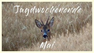 Jagdwochende Mai Anblick von Mufflons Rehwild und Erfolg auf Sauen [upl. by Adnohryt882]