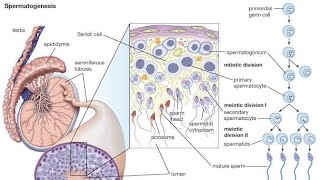 Spermatogenesis  General Embryology  NDVSU  1st Year ANATOMY Lecture [upl. by Bertsche370]