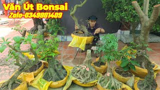 Văn Út  0349881409  Bonsai Kiểng Cổ Cây Ăn Trái Bơ Khế Đào Tiên Cà Na Nguyệt MCT Thần Kỳ [upl. by Bocaj]