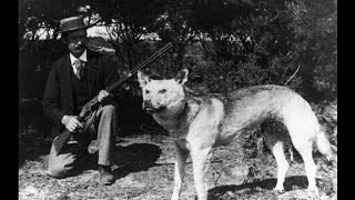 The Tantanoola Tiger  Big Cat and Thylacine  Tasmanian Tiger  sightings in the 1890s [upl. by Almap908]