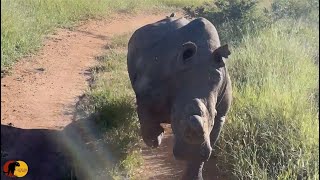 EPIC Rhino Charge Rhino Attacks Safari Vehicle [upl. by Yaras656]