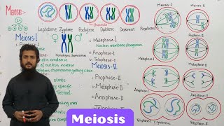 Meiosis  stages of meiosis  class 12 [upl. by Silberman]