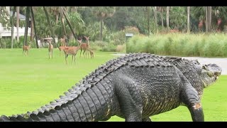 Massive alligator takes casual stroll through South Carolina golf course [upl. by Coriss875]