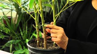 How to Prune a Schefflera Plant  Gardening amp Plant Care [upl. by Jecho]