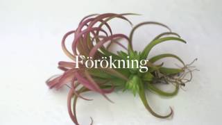 Air plants  Tillandsia  skötsel och förökning [upl. by Domenic]