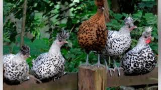 Chicken Breed Profile  Appenzeller Spitzhauben [upl. by Millburn101]