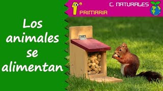 Ciencias de la Naturaleza 1º Primaria Tema 5 Los animales se alimentan [upl. by Drusy6]