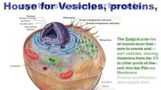 Human Anatomy and Physiology Organelles [upl. by Shaia]