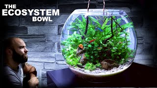 The Ecosystem Bowl AMAZING NO WATER CHANGE amp No Filter Aquarium Aquascape Tutorial [upl. by Saidnac859]