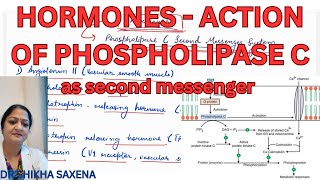 Hormones Action of Phospholipase C as second messenger [upl. by Irrabaj]