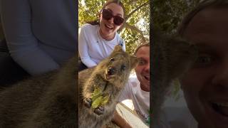 The Quokkas of Rottnest Island 🥹🥰 quokka exploreaustralia perth [upl. by Onabru919]