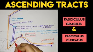 Ascending Tracts  2  Spinal Cord [upl. by Enahsal]