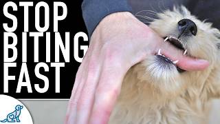 5 Ways You Are Making The Puppy Biting Worse [upl. by Dewey]