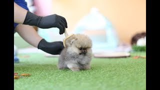 Tiniest and Cutest Teacup Pomeranian Puppy [upl. by Audy]