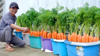 How To Grow Carrots At Home Very Simple Every Season Has Clean Carrots To Eat [upl. by Jermaine]