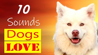 10 sounds dogs love to hear amp go crazy  sounds dog react to [upl. by Annoyek]