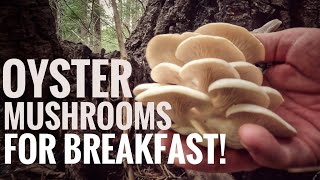 Oyster Mushrooms for Breakfast [upl. by Eittap180]