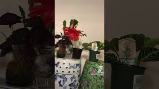 Timelapse of Orchid CactusPrayer plant Sensitive plant Purple Oxalis Triangularis [upl. by Ahsyek]