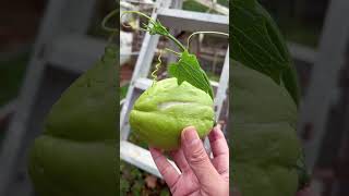 Harvesting Chayote  Green Farm 1 Harvesting chayoterecipe fruit satisfying [upl. by Tsenre999]