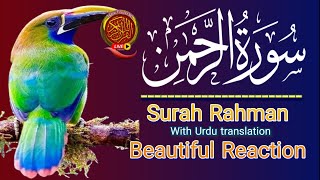 Surah Rahman With Urdu Translation  Beautiful Recitation  سورہ رحمٰن55  Sheikh Mishary Al Afasy [upl. by Lowrance103]