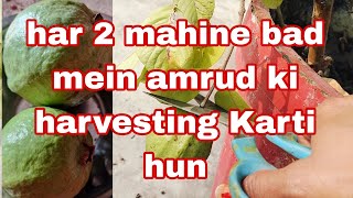 Hardoi 3 mahine bad mein amrud ki harvesting Karti hun [upl. by Emmaline195]