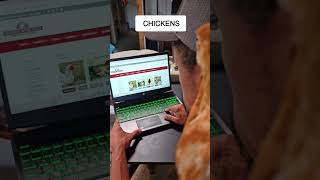 My CHICK Helping me order more CHICKS chicken homestead farmlife cute [upl. by Hooker850]