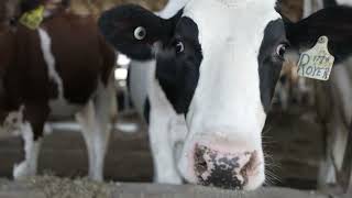 Heart of the Herd Animal Care on an Iowa Dairy Farm [upl. by Ennayk]