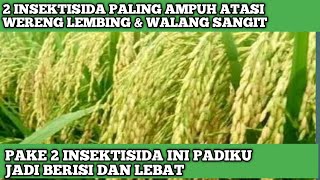 2 INSEKTISIDA PEMBASMI WERENG LEMBING DAN WALANG SANGIT BULIR PADI BISA LEBAT BERISI PENUH [upl. by Dolf]