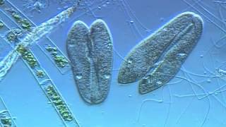 Paramecium conjugation [upl. by Lleira]