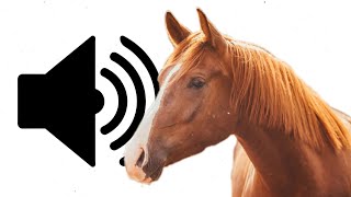 Sound Effect  Horse Neigh [upl. by Sherye]