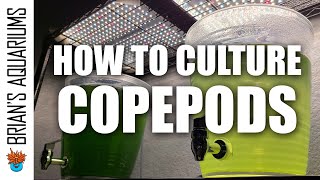 How to Culture Copepods [upl. by Esilehc]