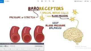 Baroreceptors تنظيم ضغط الدم شرح عربي [upl. by Ozzie]