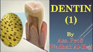 2 Dentin 1 – Dr Wadhah Oral Histology lectures د وضاح الحاج [upl. by Zetra]