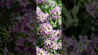 Sweet Alyssum looks so beautiful 🥰 Untermyer Park and Gardens Yonkers NY [upl. by Bourque]