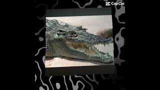 Saltwater crocodile edit [upl. by Emlen]